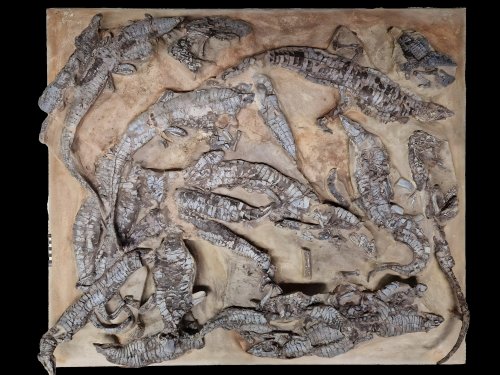 Triassic fossils shed new light on ancient ecosystems