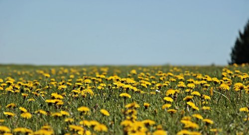 Let Your Lawn Go Wild: The Surprising Benefits of a Backyard Meadow