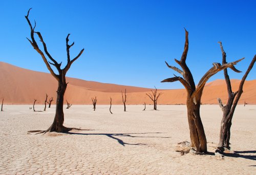 Desertification and land degradation threaten global well-being | Earth Day