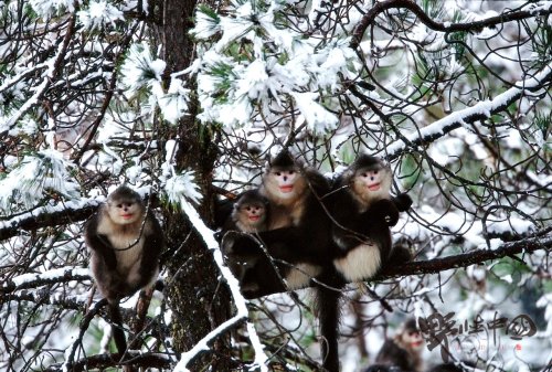 Saving wild China: An interview with Xi Zhinong | Earth Day
