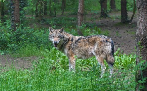 Coalition seeks reinstatement of federal wolf protections | Earth Day