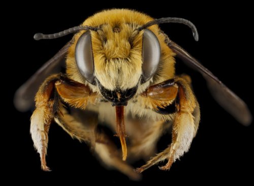 Five awesome BIG bee faces