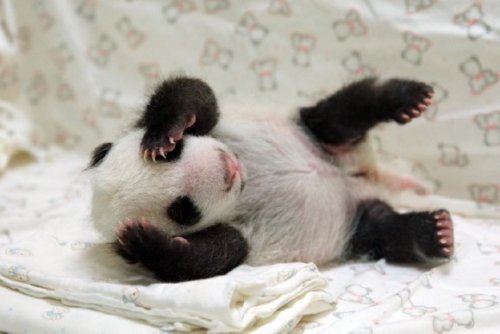 Video: Baby panda meets mom for first time