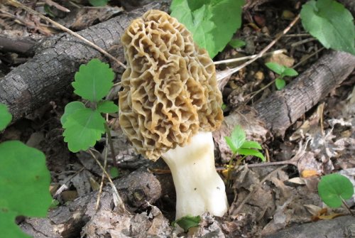 EarthSky | Poison mushrooms: How to tell