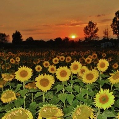 Confused sunflowers during eclipse? | Today's Image | EarthSky