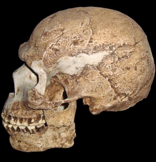 Human evolution complexity revealed in astonishing new study