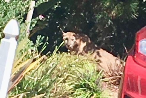 Mountain lion killed after attacking 5-year-old California boy in his front yard
