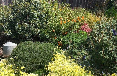 Drought tolerant gardening tips