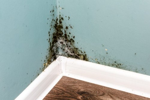 How To Do An At Home Mold Test