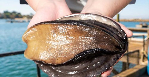 Video: How one farm raises the rarest, most expensive mollusk in America