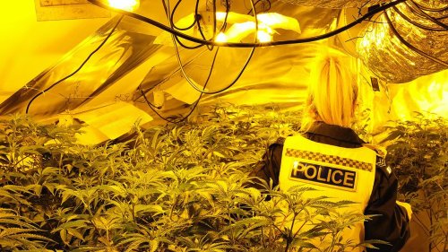 Why Britain’s police forces have taken to cultivating cannabis