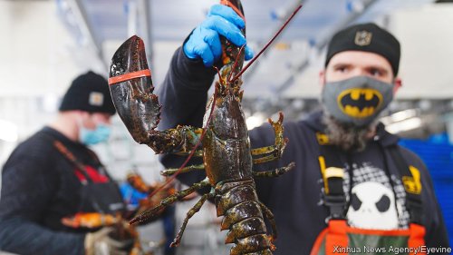 Maine’s lobster industry is feeling the pinch