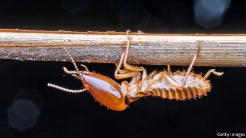 After more than two decades, Britain is finally rid of termites