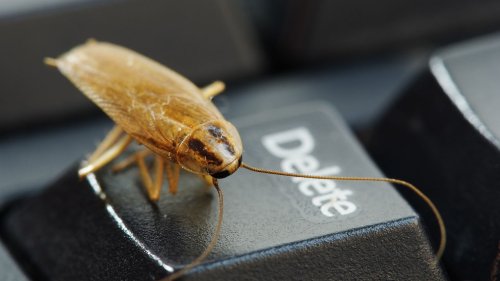 What do crypto and cockroaches have in common?