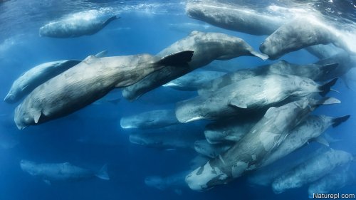 How cetaceans got so large