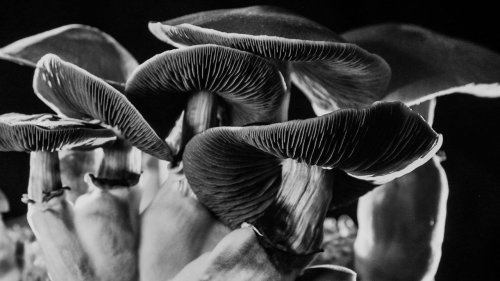 Should psychedelics be more widely available?