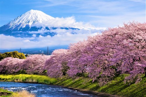 Where to Spot Some of Japan's Earliest Cherry Blossoms - Ecophiles