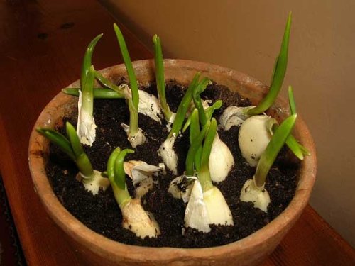 Here's How To Grow An Endless Supply Of Garlic Indoors...