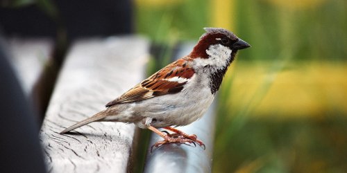 EPA: Neonicotinoid Pesticides Pose Serious Risks to Birds, Aquatic Life