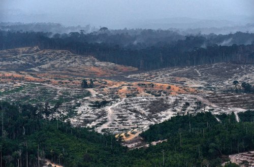 200,000 Hectares of Oil Palm Plantations to Be Converted Into Forests, Indonesia’s Government Says