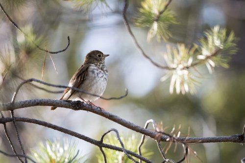 Old-Growth Forests Provide Climate Change Relief for Some Bird Species, Study Finds