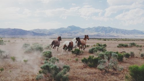 Kicking Up Controversy With Wild Horses in the West
