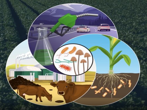Could Microbes Help Fight Climate Change?