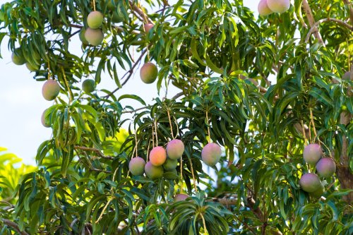 Farmers in Italy Switch to Mangoes, Other Tropical Fruits in Response to Climate Change