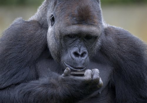 Gorilla addicted to smartphones is having his screen time cut | Flipboard