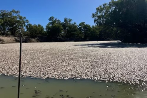 Millions of Fish Dead in Australia River Following Low Oxygen Levels, High Temperatures