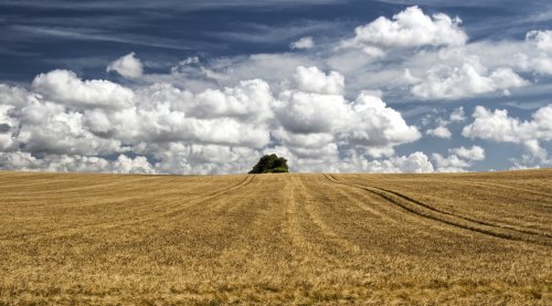 UK Faces Second-Worst Harvest on Record Amid Climate Change