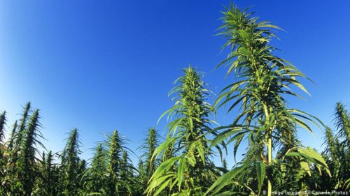 Is Hemp Really a Green Miracle Plant?