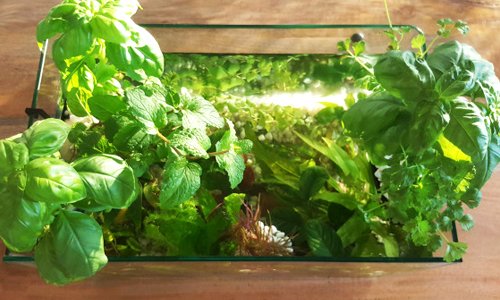 Grow Your Own Food Right in Your Kitchen With This DIY Aquaponics Kit