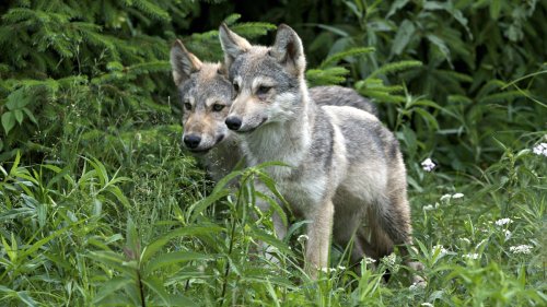 Trump Administration To Remove Endangered Species Protections for Gray Wolves