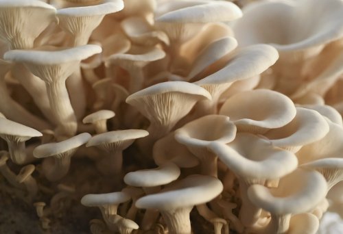 Oyster Mushrooms Could Consume a Million Cigarette Butts in Australia