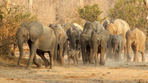 Drought Drives Biggest Southern African Elephant Migration Since 2019