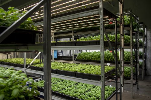 Vertical Farming 101: Everything You Need to Know