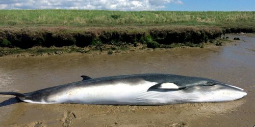 Factcheck: Whale Strandings and Offshore Wind Farms