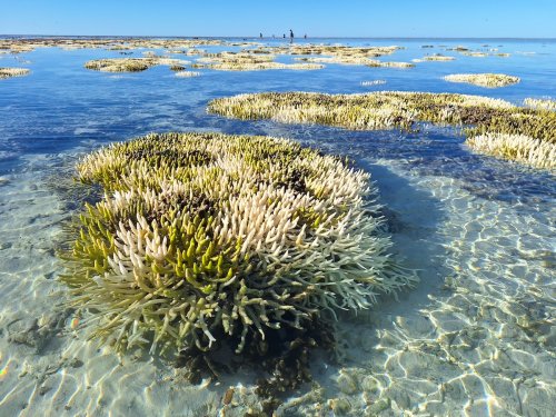 NOAA Confirms 4th Global Coral Bleaching Event as Climate Crisis Puts Reefs ‘Under Serious Pressure’