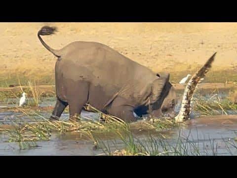 Mother Elephant Tramples Crocodile to Death to Protect Her Young