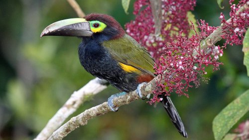 Loss of Birds and Mammals Makes It Harder for Plants to Adapt to Climate Change - EcoWatch