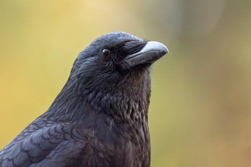 Crows Only Known Animals Other Than Humans That Can Differentiate Between Geometric Shapes