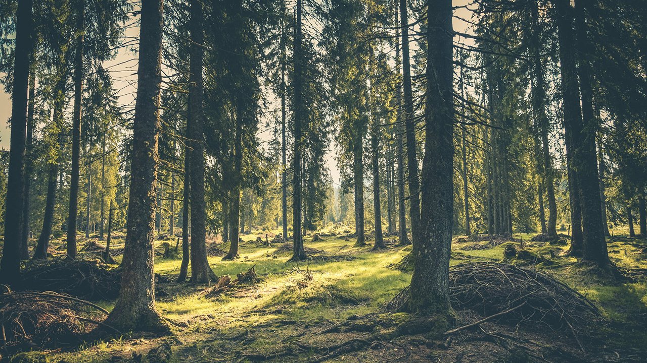 5 Things You Might Not Know About Forests – But Should