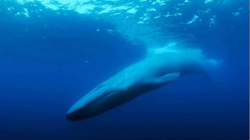 Could the ‘Loneliest Whale’ Teach Us About the Need to Connect?