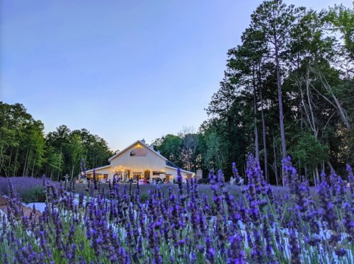 Get Lost In 4,000 Beautiful Lavender Plants At Lavender Oaks Farm In North Carolina