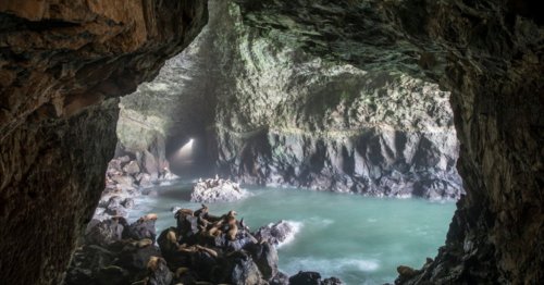 The Largest Sea Cave In America, Oregon's Sea Lion Caves Is Home To Hundreds Of Stellar Sea Lions
