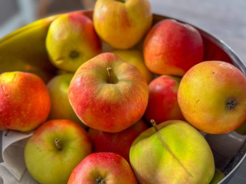 Alte Apfelsorten auf einen Blick - Anbau, Pflücken und Kaufen