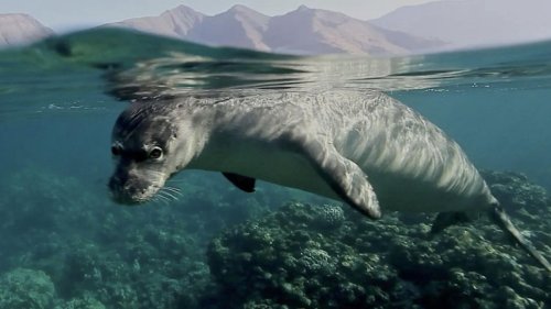 Las raras focas monje usan cuevas ocultas en Formícula para descansar sin contacto humano durante el verano | Flipboard