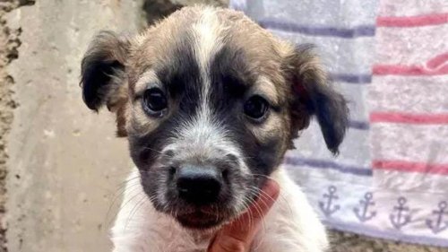 Jornada de Adopción de animales rescatados en los incendios en Valparaíso
