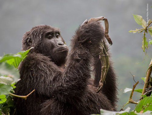 La gorila que llora a su bebé muerto y otras fotos para amar a la naturaleza